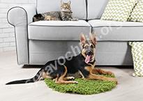 Мягкая мебель и домашние животные