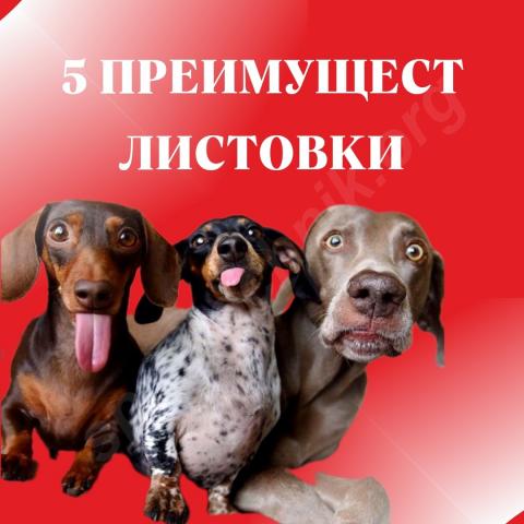 Раздача листовок — 5 преимуществ листовки