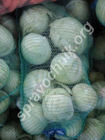 Капуста белокачанная. Чебоксары