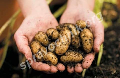 Мини картофель 35-50 мм