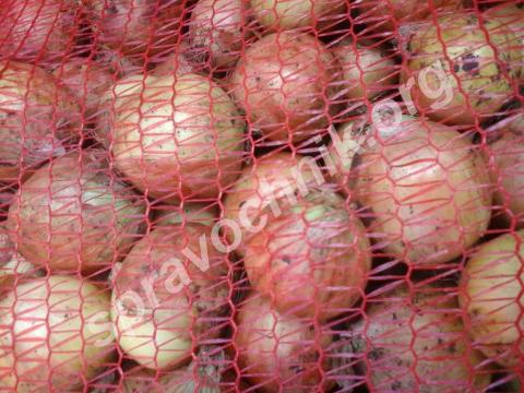 Лук репчатый. Чебоксары