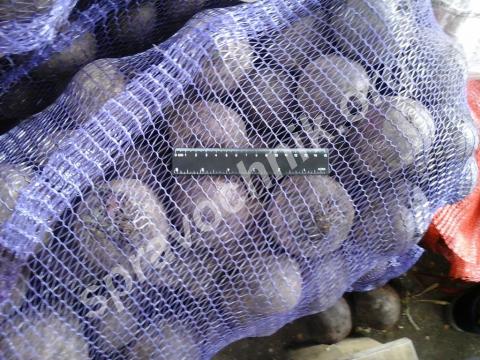 Свекла свежая.. Чебоксары