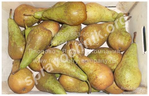 Груши конференц, оптом от 10 кг