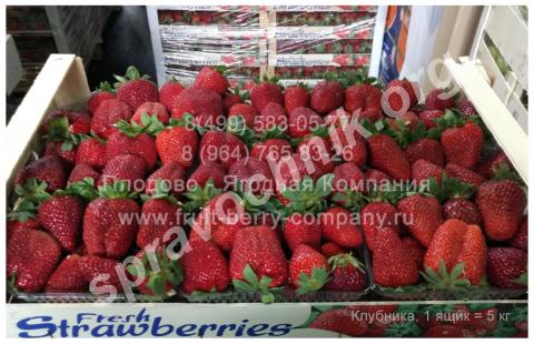 Клубника свежая, от 5 кг