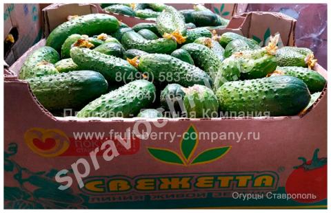 Огурцы, оптом от 7 кг