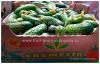 Огурцы, оптом от 7 кг Огурцы, оптом от 7 кг