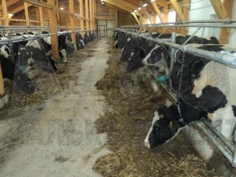 Оборудование для привязного содержания крс