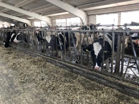 Ограждение кормового стола ("хэдлок")