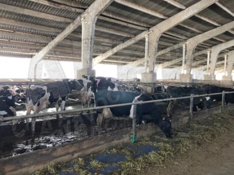 Ограждение кормового стола: регулируемый по высоте брус